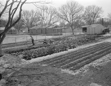 El Monte federal subsistence homesteads, California, 1936. Creator: Dorothea Lange