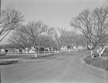El Monte federal subsistence homesteads, California, 1936. Creator: Dorothea Lange