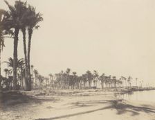 El-Nâcérah, Dattiers, Rives du Nil et Barques, 1851-52, printed 1853-54. Creator: Félix Teynard