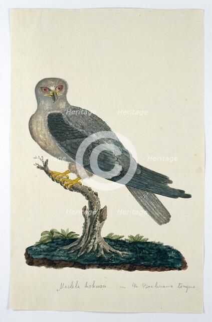 Elanus caeruleus (Black-winged kite), 1777-1786. Creators: Robert Jacob Gordon, Johannes Schumacher.