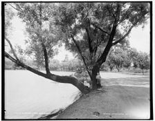Eldridge Park, Elmira, N.Y., between 1890 and 1901. Creator: Unknown