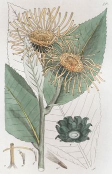 Elecampane (Inula helenium), 1804-1811. Creator: Johan Wilhelm Palmstruch