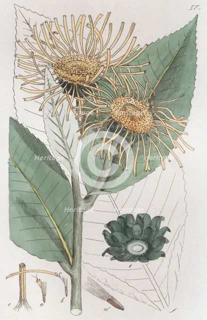 Elecampane (Inula helenium), 1804-1811. Creator: Johan Wilhelm Palmstruch.