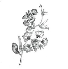 Elegant clarkia, 1843. Creator: Unknown
