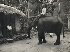 Elefant auf einem Wege bei Kandy 1926
