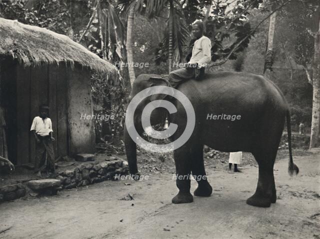 'Elefant auf einem Wege bei Kandy', 1926. Artist: Unknown.