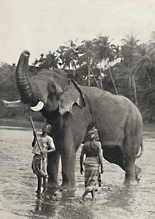 Elefant in der Mahavaliganga 1926
