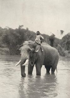 Elefant mit Kornak (In der Mahavaliganga) 1926