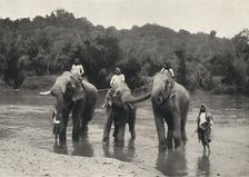 Elefanten im Bade (Mahaaliganga) 1926