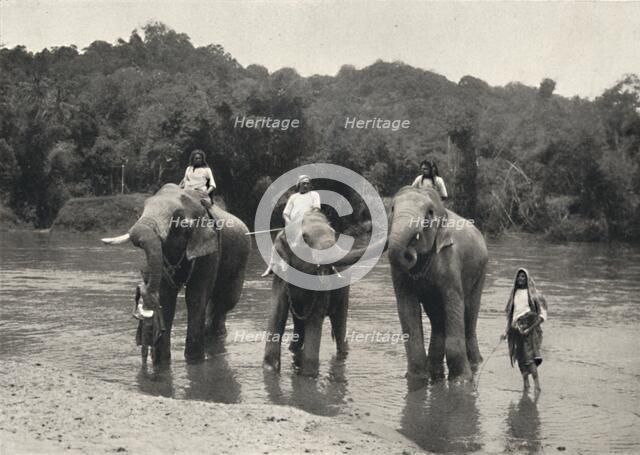 'Elefanten im Bade (Mahaaliganga)', 1926. Artist: Unknown.