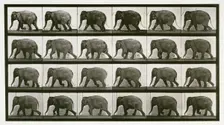 Elephant, 1872-1885. Creator: Eadweard J Muybridge