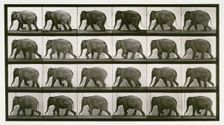 Elephant, 1872-1885. Creator: Eadweard J Muybridge