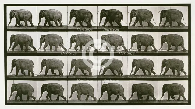 Elephant, 1872-1885. Creator: Eadweard J Muybridge.