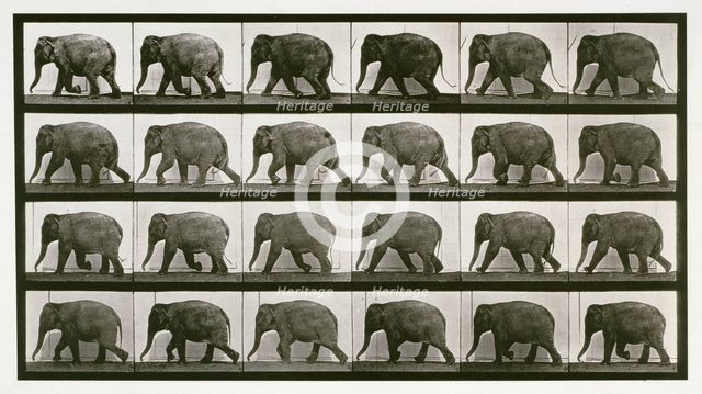 Elephant, 1872-1885. Creator: Eadweard J Muybridge.