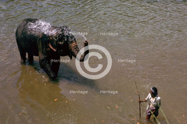 Elephant cooling off in a river in Sri Lanka. Artist: CM Dixon Artist: Unknown
