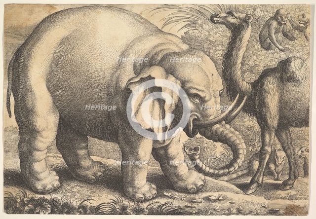Elephant and Camel, 17th century (?). Creator: Wenceslaus Hollar.