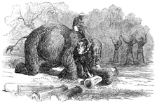 Elephant assisting to lay down water-pipes near Kandy, in Ceylon, 1856. Creator: Unknown