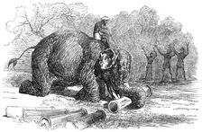 Elephant assisting to lay down water-pipes near Kandy, in Ceylon, 1856. Creator: Unknown