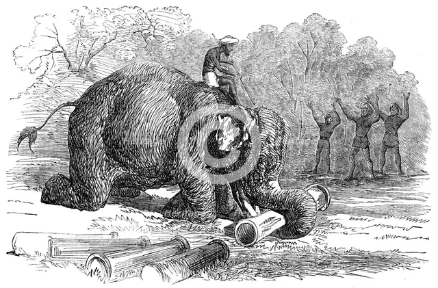 Elephant assisting to lay down water-pipes near Kandy, in Ceylon, 1856.  Creator: Unknown.