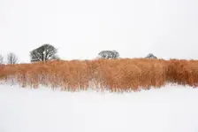Elephant grass in snow, Somerset, 2010. Creator: Historic England Staff Photographer