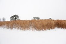 Elephant grass in snow, Somerset, 2010. Creator: Historic England Staff Photographer