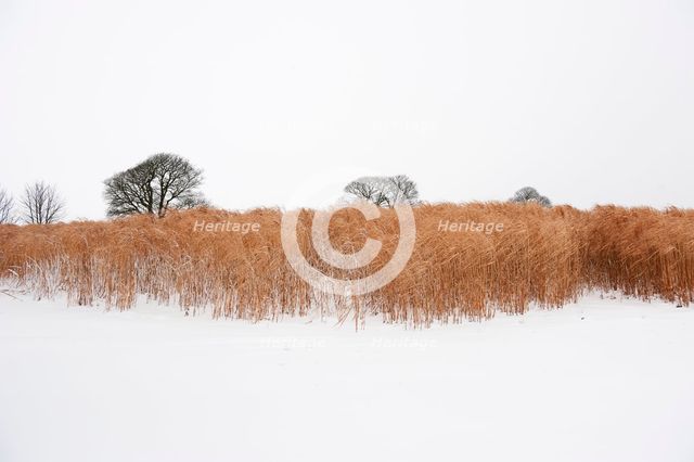 Elephant grass in snow, Somerset, 2010. Creator: Historic England Staff Photographer.