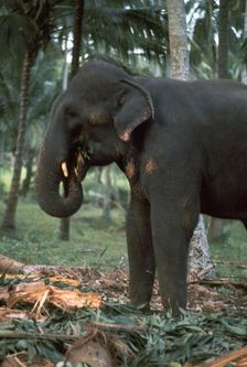 Elephant eating in Sri Lanka. Artist: CM Dixon