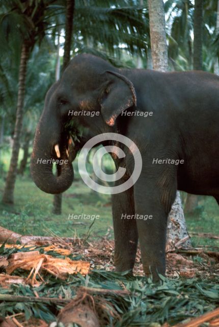 Elephant eating in Sri Lanka. Artist: CM Dixon Artist: Unknown