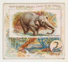 Elephant, from Quadrupeds series (N41) for Allen & Ginter Cigarettes, 1890. Creator: Allen & Ginter