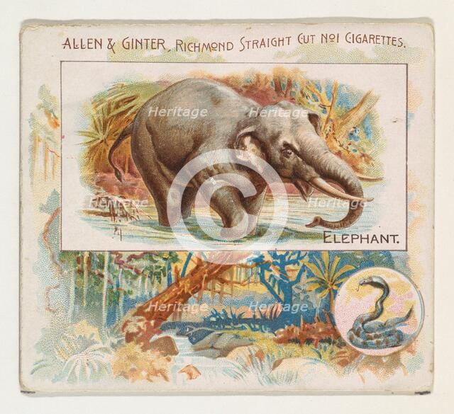 Elephant, from Quadrupeds series (N41) for Allen & Ginter Cigarettes, 1890. Creator: Allen & Ginter.