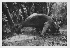 Elephant Kraaling in Ceylon - Noosed c1890, (1910). Artist: Alfred William Amandus Plate