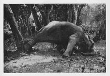 Elephant Kraaling in Ceylon - Noosed c1890, (1910). Artist: Alfred William Amandus Plate