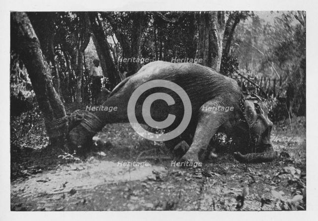 'Elephant Kraaling in Ceylon - Noosed', c1890, (1910). Artist: Alfred William Amandus Plate.