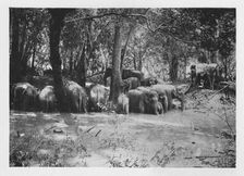 Elephant Kraaling in Ceylon at a Waterhole inside the Stockade c1890, (1910). Artist: Alfred William Amandus Plate