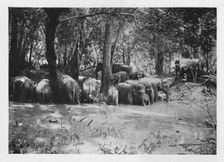 Elephant Kraaling in Ceylon at a Waterhole inside the Stockade c1890, (1910). Artist: Alfred William Amandus Plate
