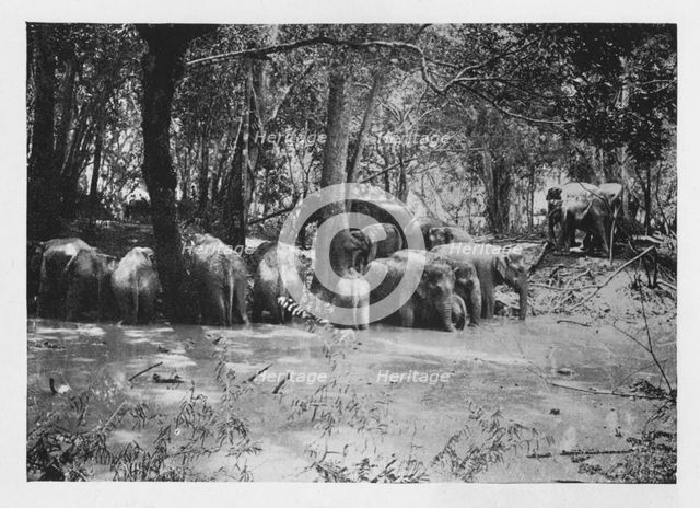 'Elephant Kraaling in Ceylon at a Waterhole inside the Stockade', c1890, (1910). Artist: Alfred William Amandus Plate.