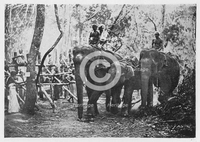 'Elephant Kraaling in Ceylon - Free No Longer', c1890, (1910). Artist: Alfred William Amandus Plate.