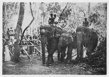 Elephant Kraaling in Ceylon - Free No Longer c1890, (1910). Artist: Alfred William Amandus Plate