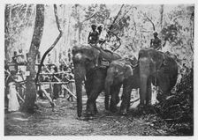 Elephant Kraaling in Ceylon - Free No Longer c1890, (1910). Artist: Alfred William Amandus Plate