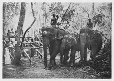 Elephant Kraaling in Ceylon - Free No Longer c1890, (1910). Artist: Alfred William Amandus Plate