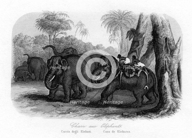 Elephant hunt, India, c1840. Artist: Unknown