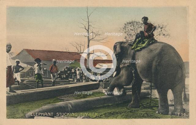 'Elephant Stucking Timber',  c1900. Artist: Unknown.
