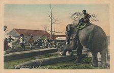 Elephant Stucking Timber c1900