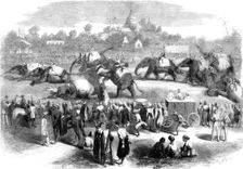 Elephant steeplechase at Rangoon, Burma, 19th century(?). Creator: Unknown