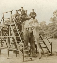 Elephant ride
