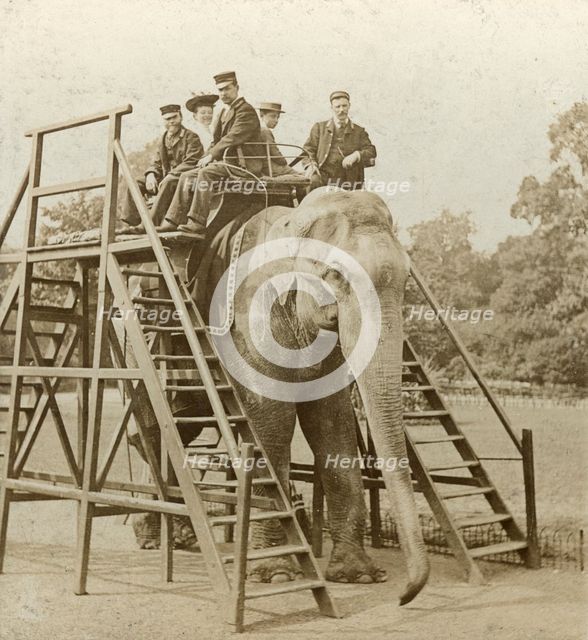 Elephant ride. Artist: Unknown