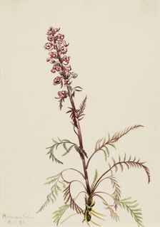 Elephanthead (Pedicularis groenlandica), 1916. Creator: Mary Vaux Walcott