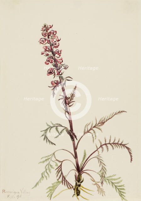 Elephanthead (Pedicularis groenlandica), 1916. Creator: Mary Vaux Walcott.