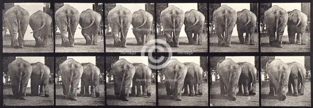 Elephants, 1872-1885.   Creator: Eadweard J Muybridge.