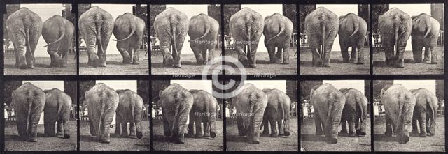 Elephants, 1872-1885.   Creator: Eadweard J Muybridge.